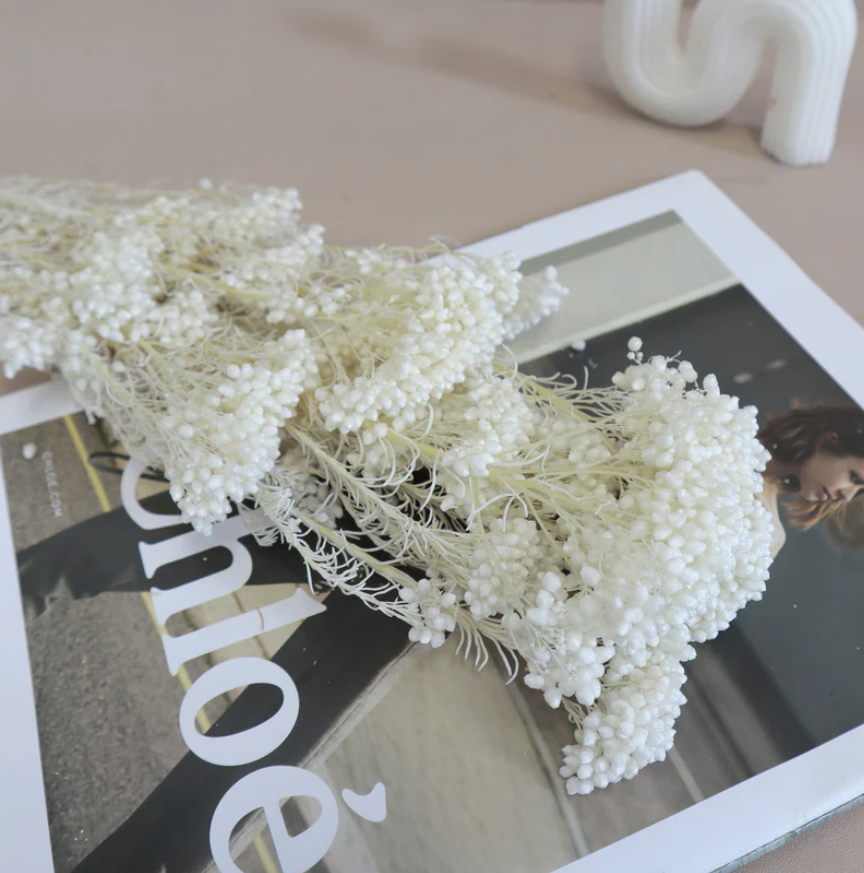 Rice flower - White
