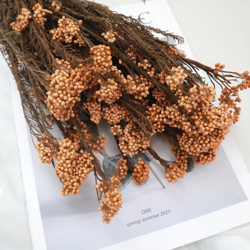 Rice flower - Rust