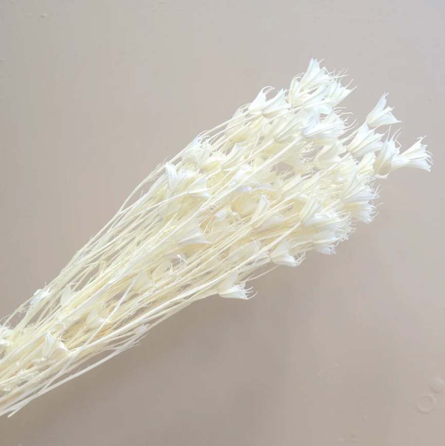 Nigella - White