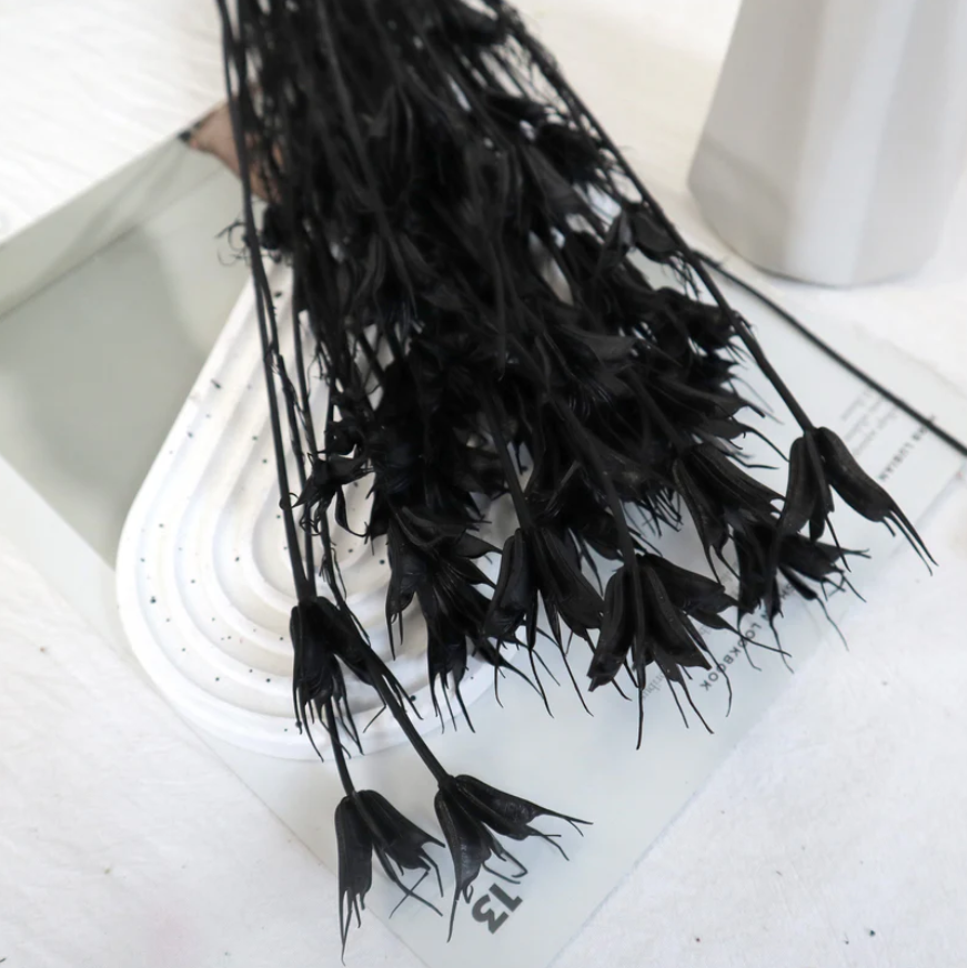 Nigella - Black