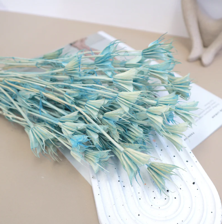 Nigella - Blue