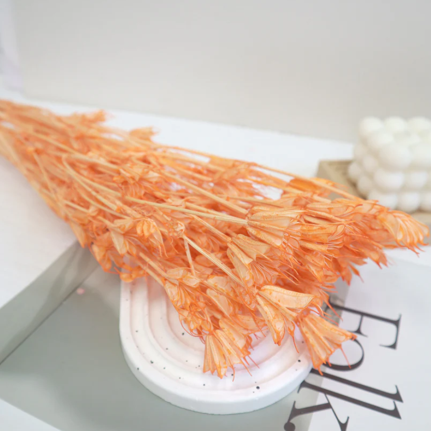 Nigella - Orange
