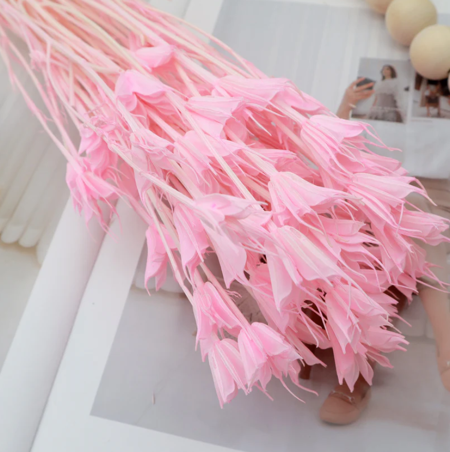 Nigella - Pink