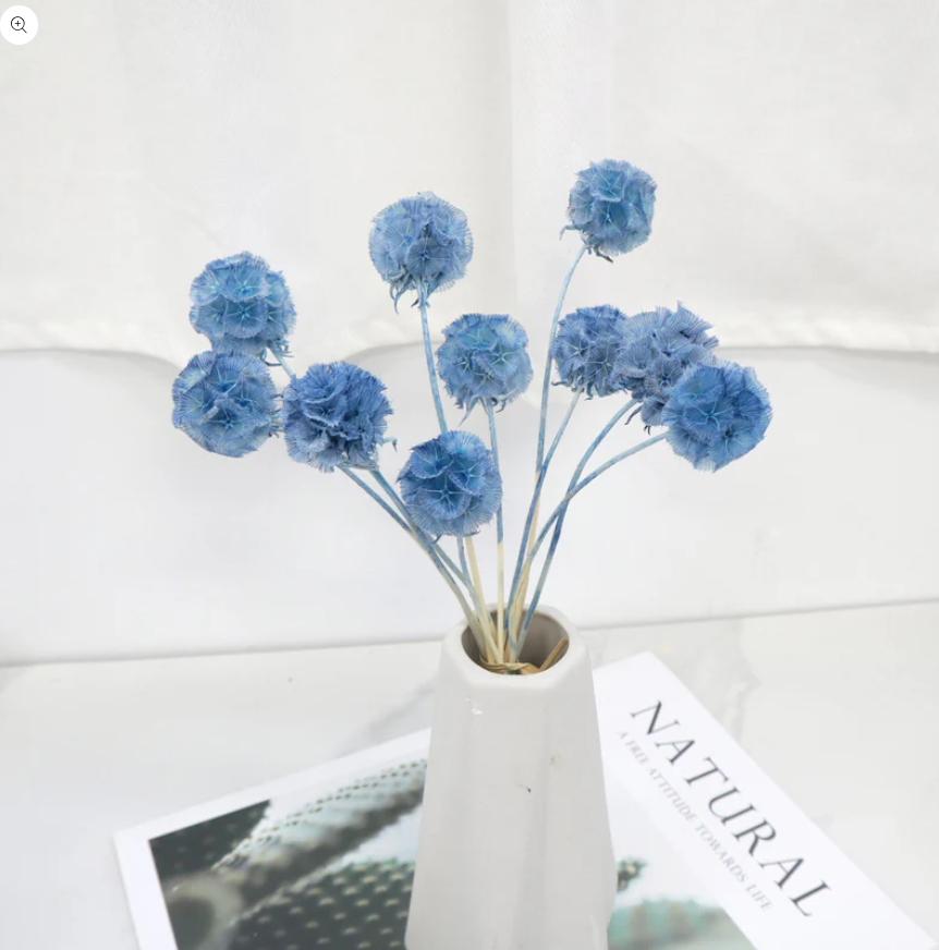 Scabiosa - Blue