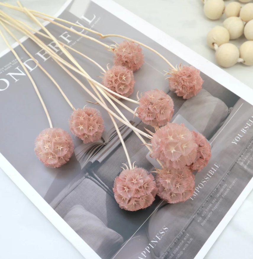 Scabiosa - Dusty Pink