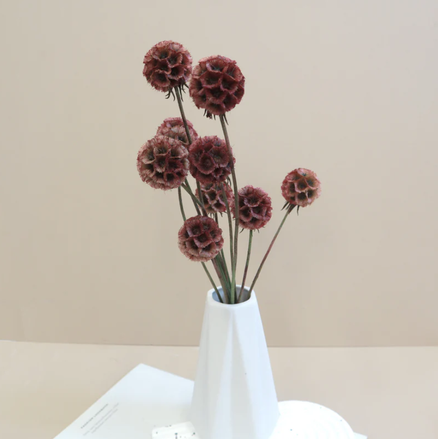 Scabiosa - Burgundy