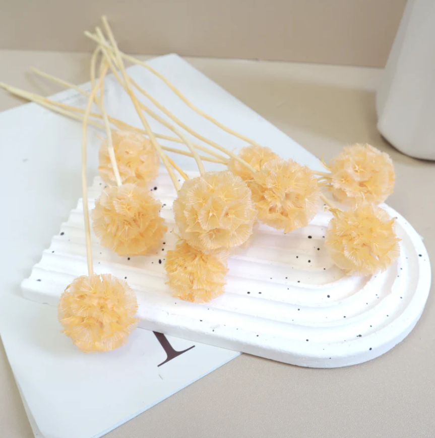 Scabiosa - Peach