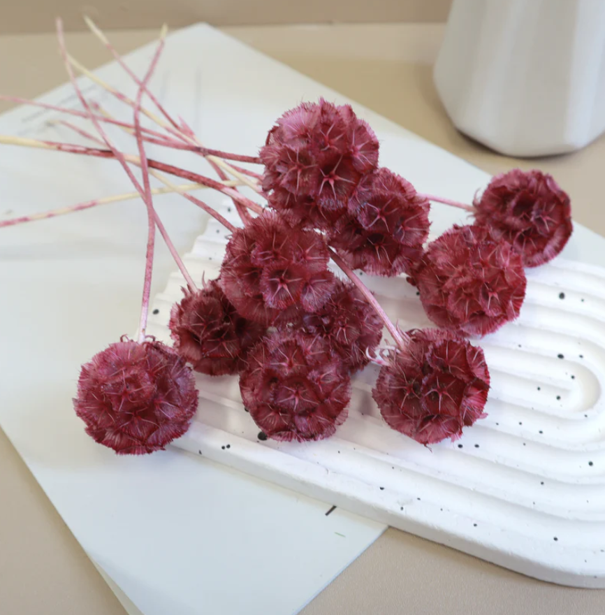 Scabiosa - Cherry
