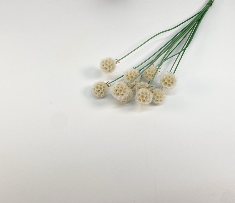 Scabiosa - Cream