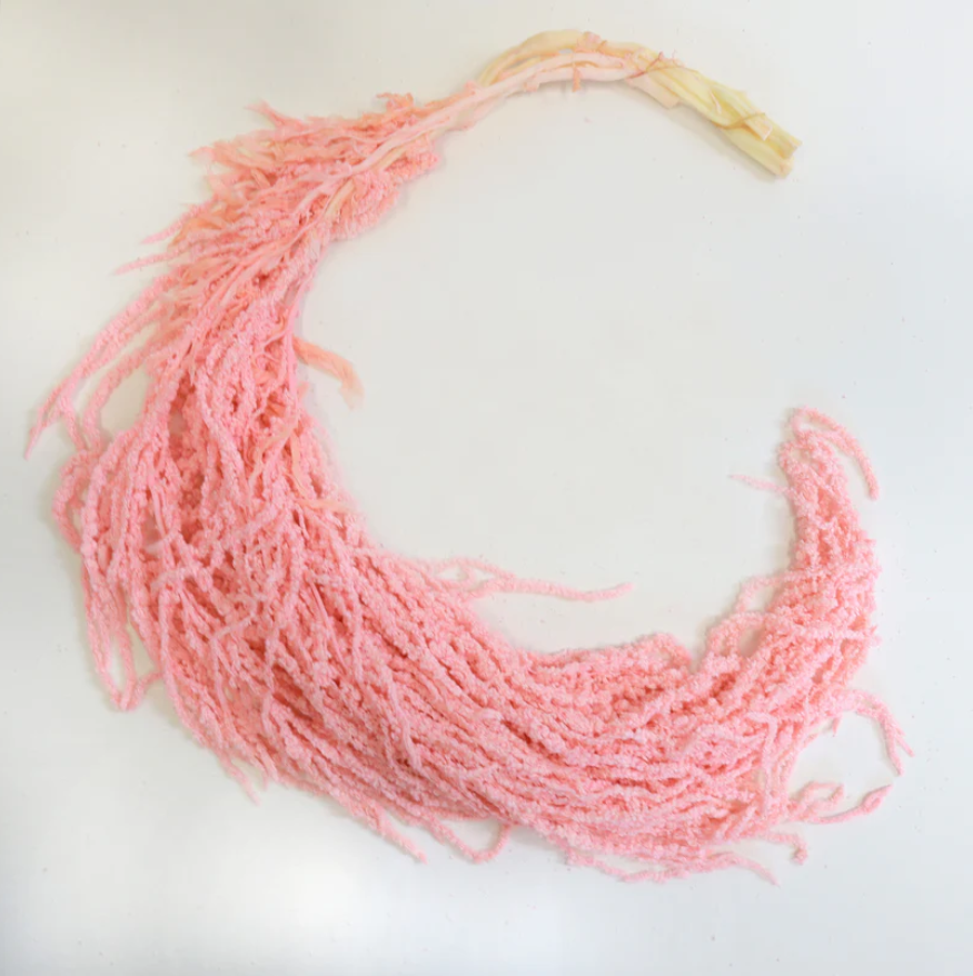 Amaranthus - Pink