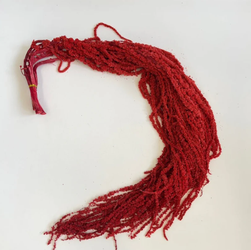 Amaranthus - Red