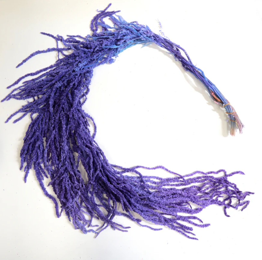 Amaranthus - Purple