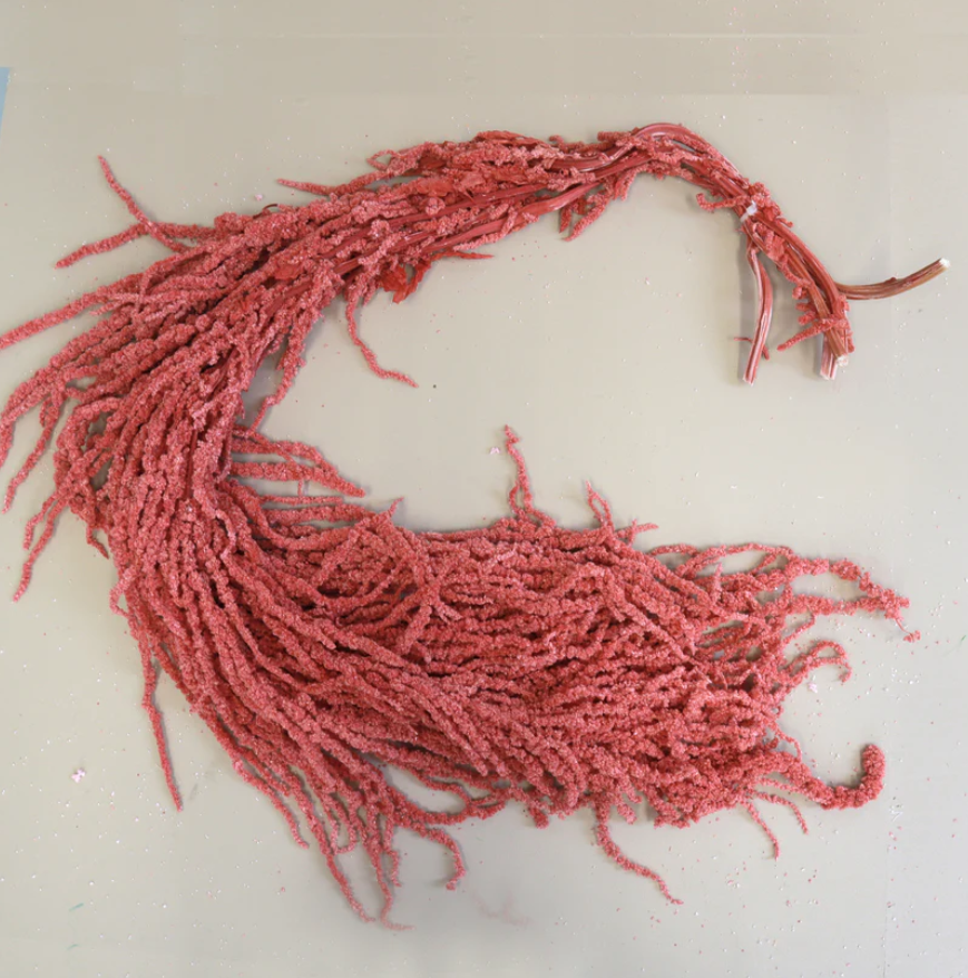 Amaranthus - Watermelon