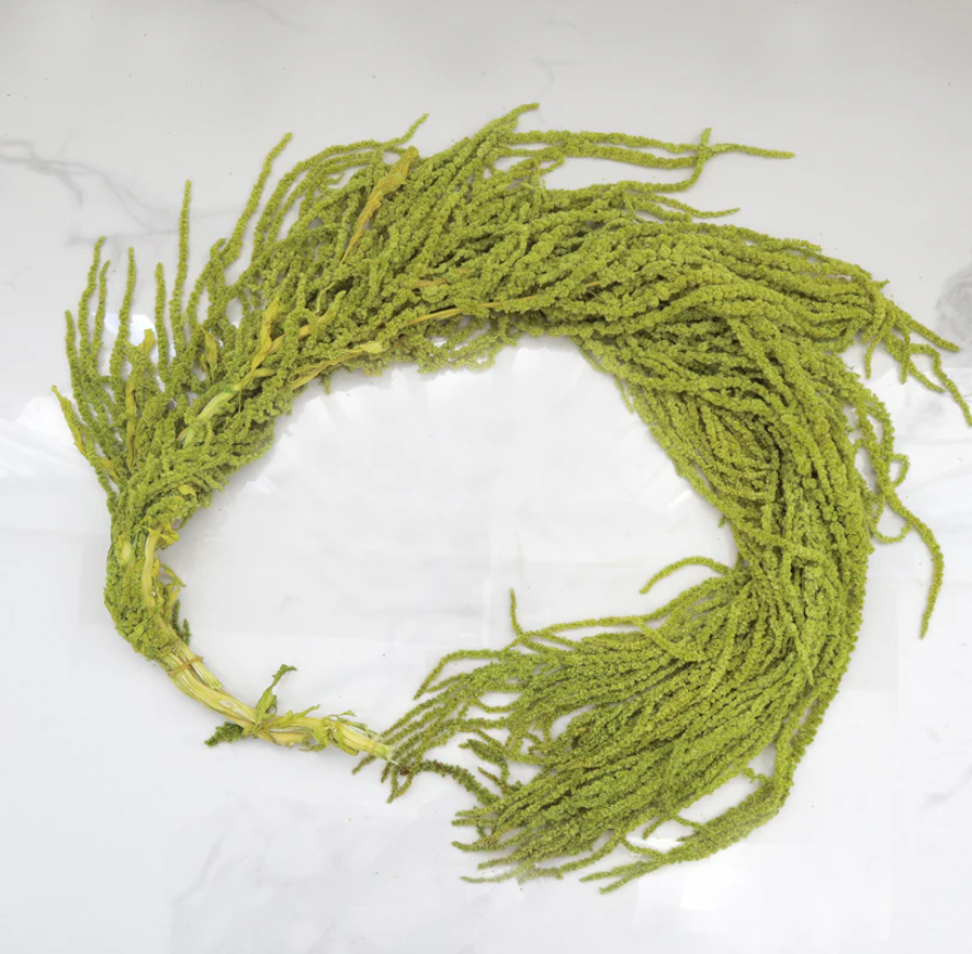 Amaranthus - Green