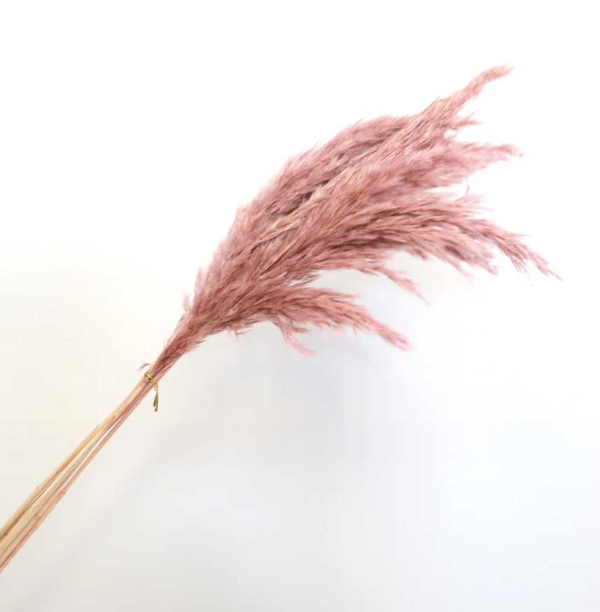 Giant Reeds - Pink