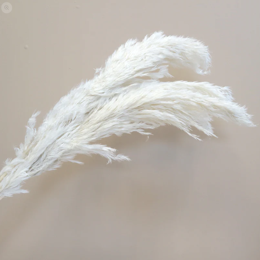 Giant Reeds - White