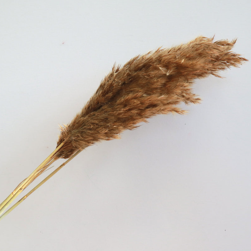 Giant Reeds - Rust