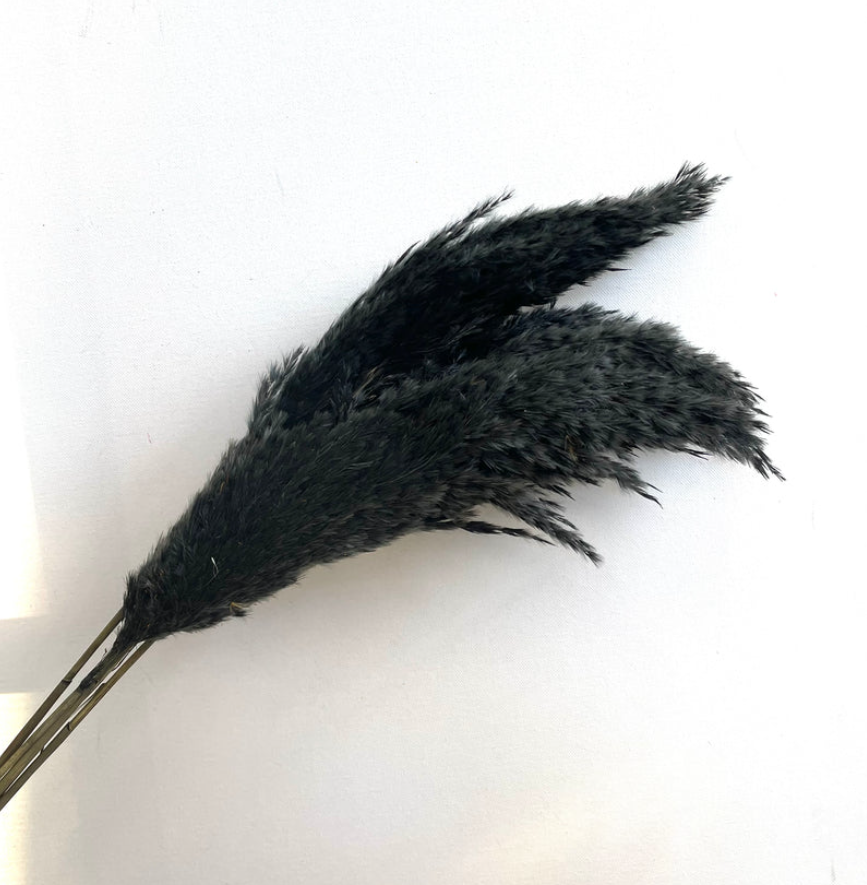 Giant Reeds - Black