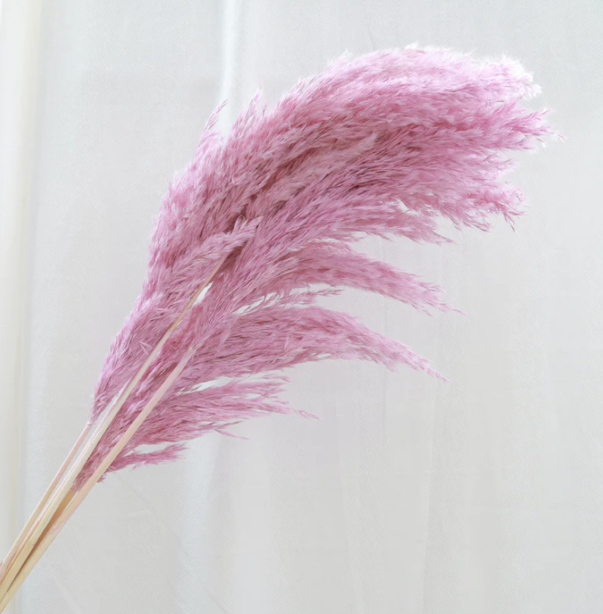 Giant Reeds - Mauve