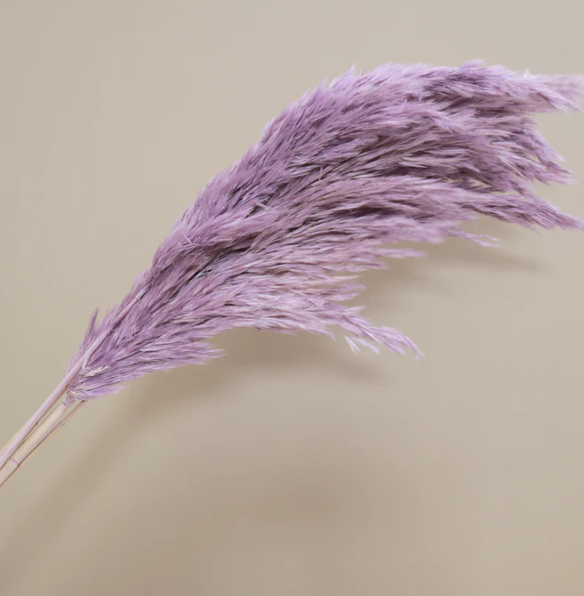 Giant Reeds - Purple