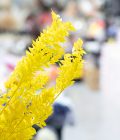 Ruscus - Yellow