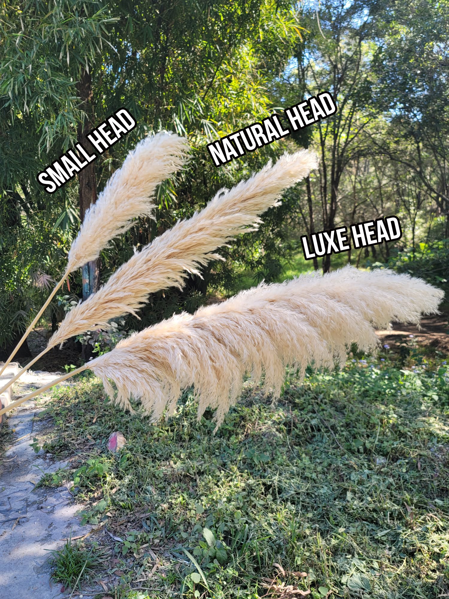 Pampas - Natural