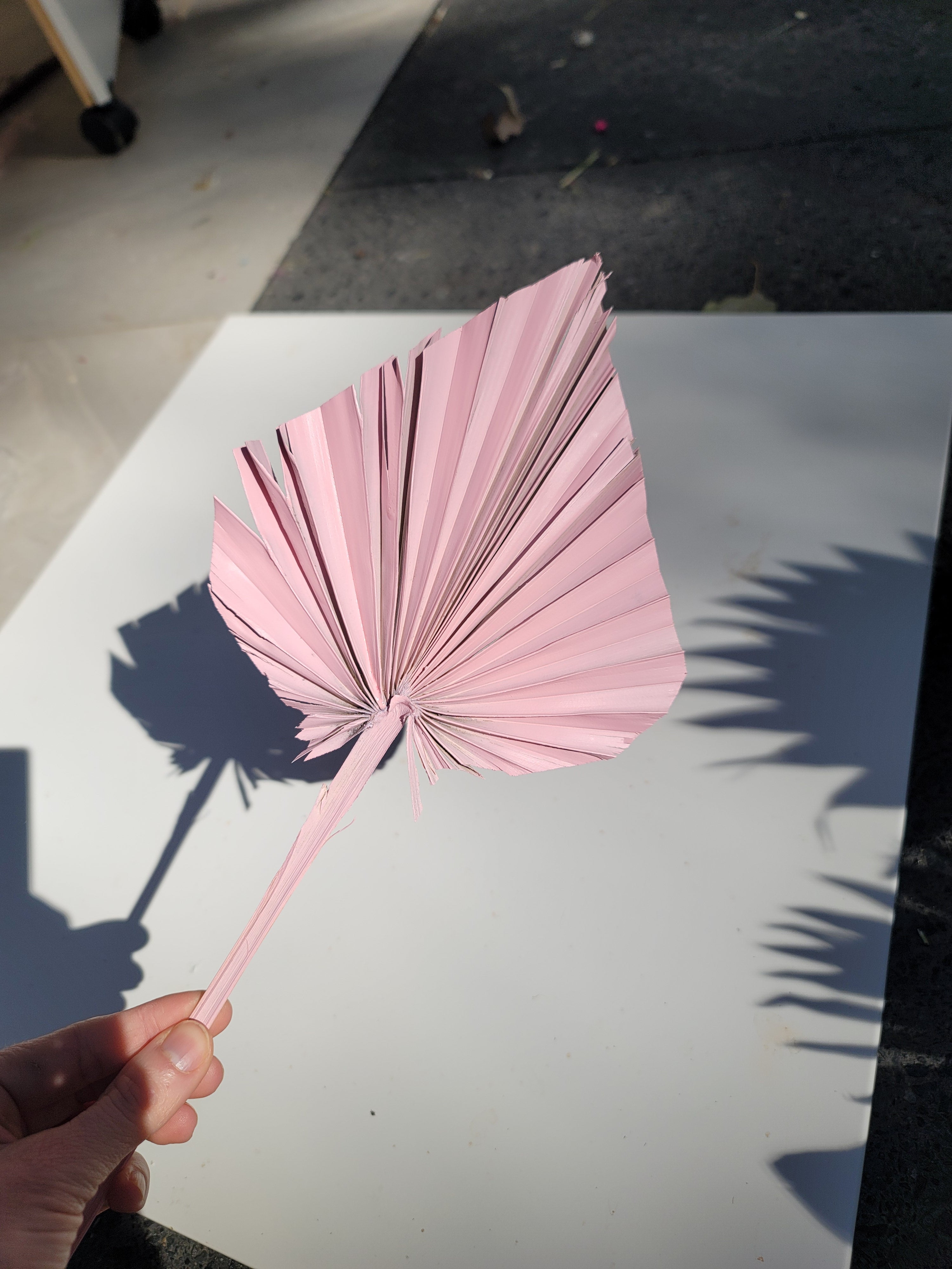 Spear Palm - Pale Pink