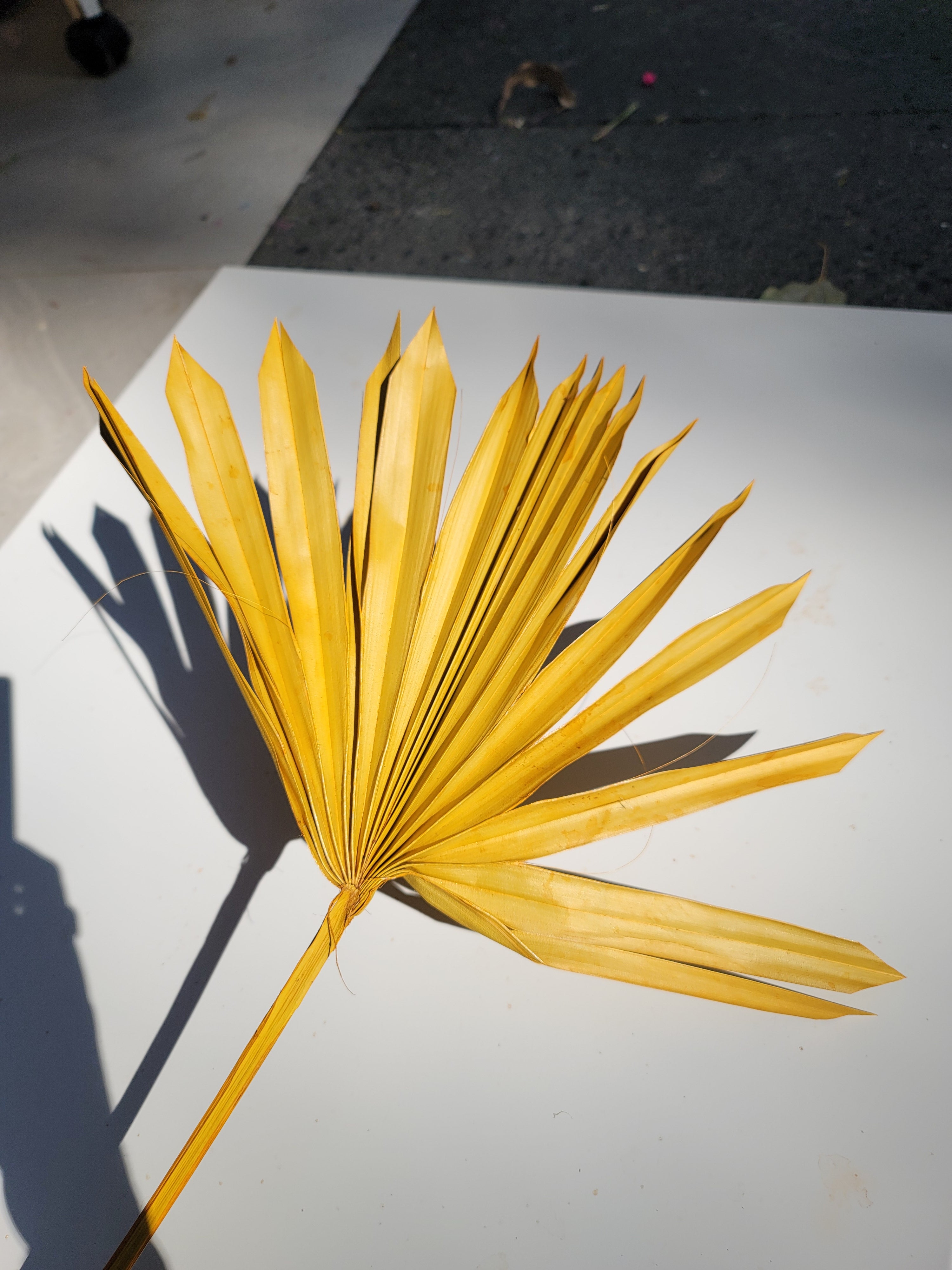 Sun Palm - Yellow