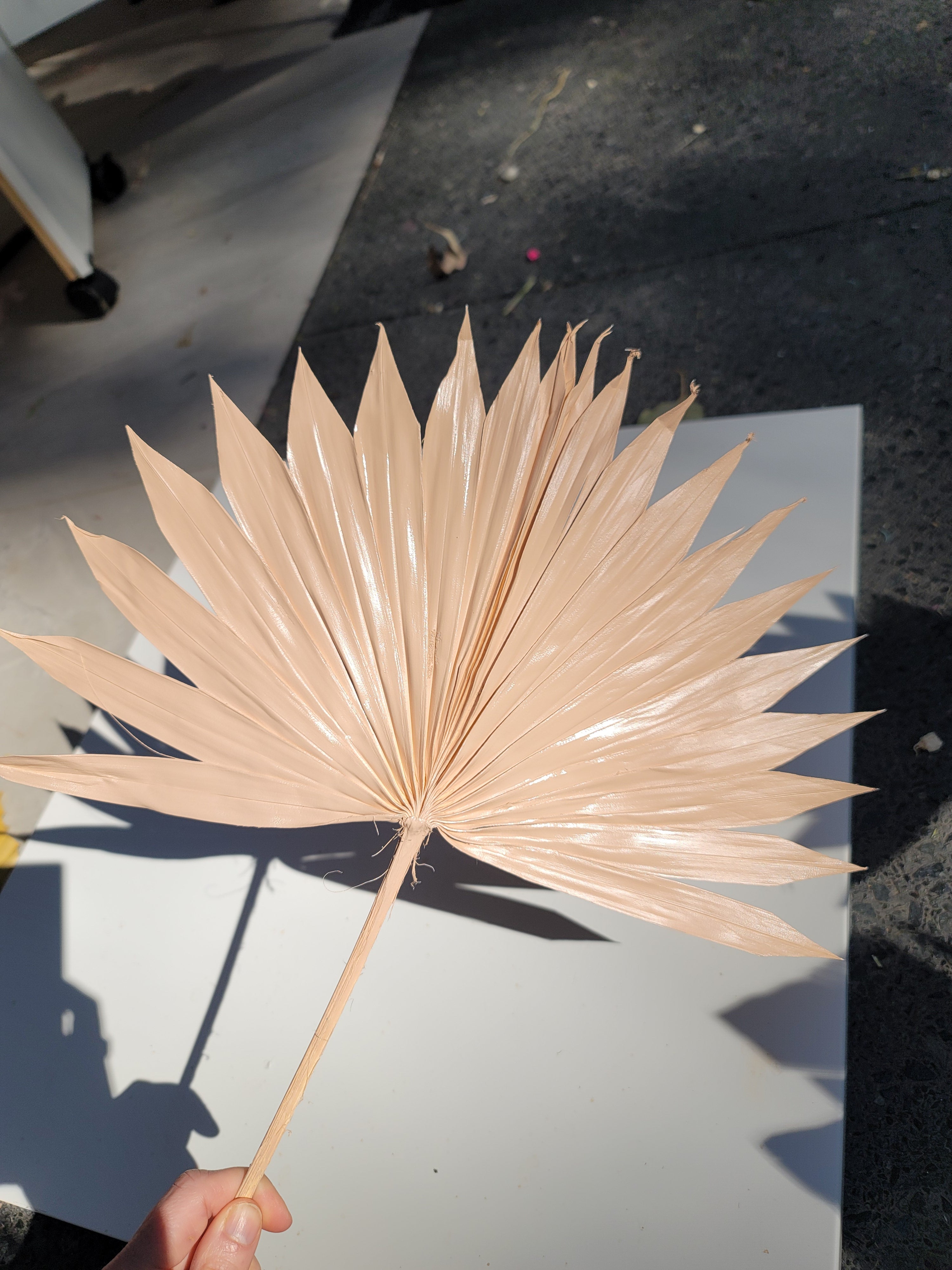 Sun Palm - Sprayed Nude