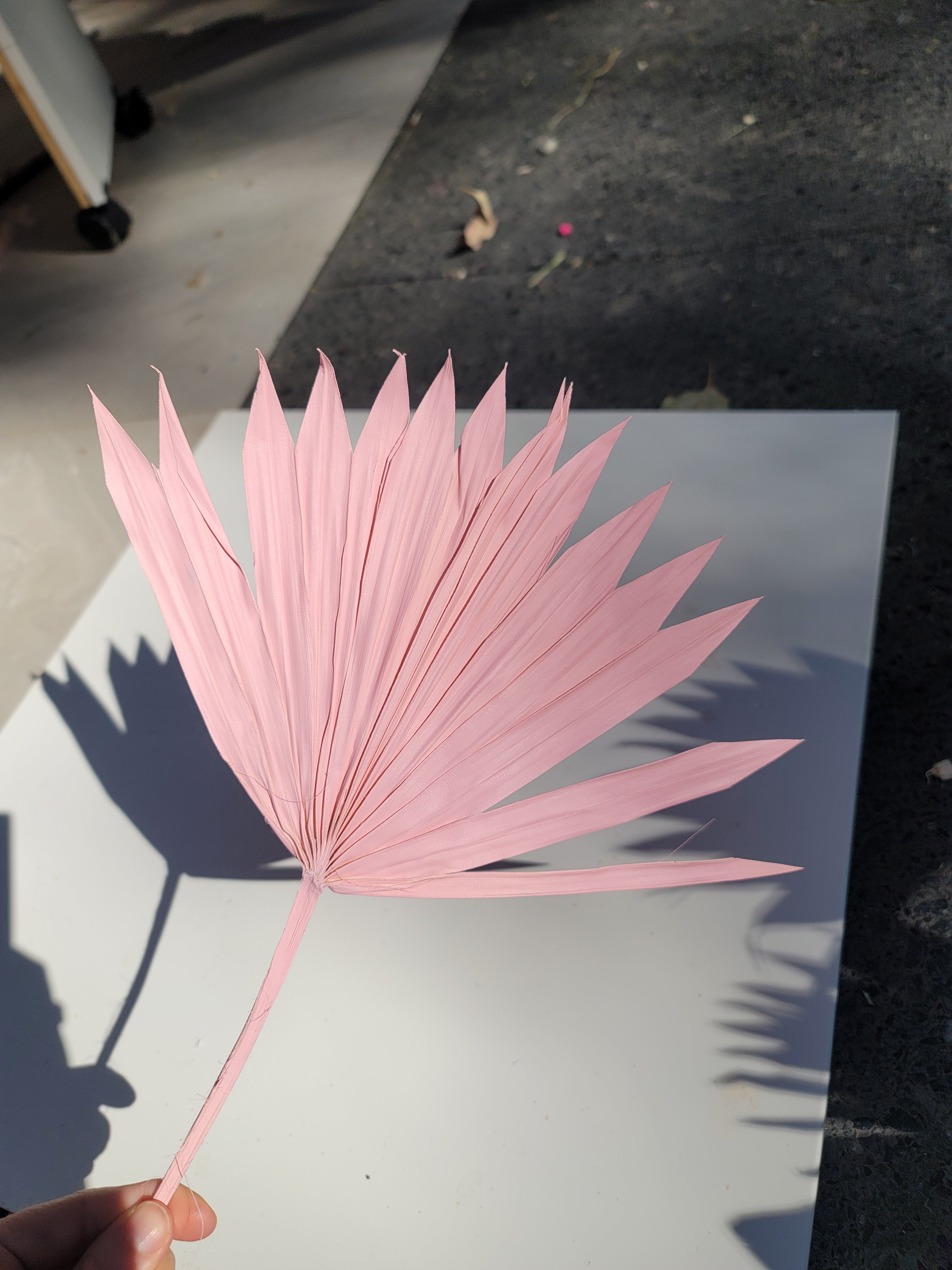 Sun Palm - Sprayed Pale Pink