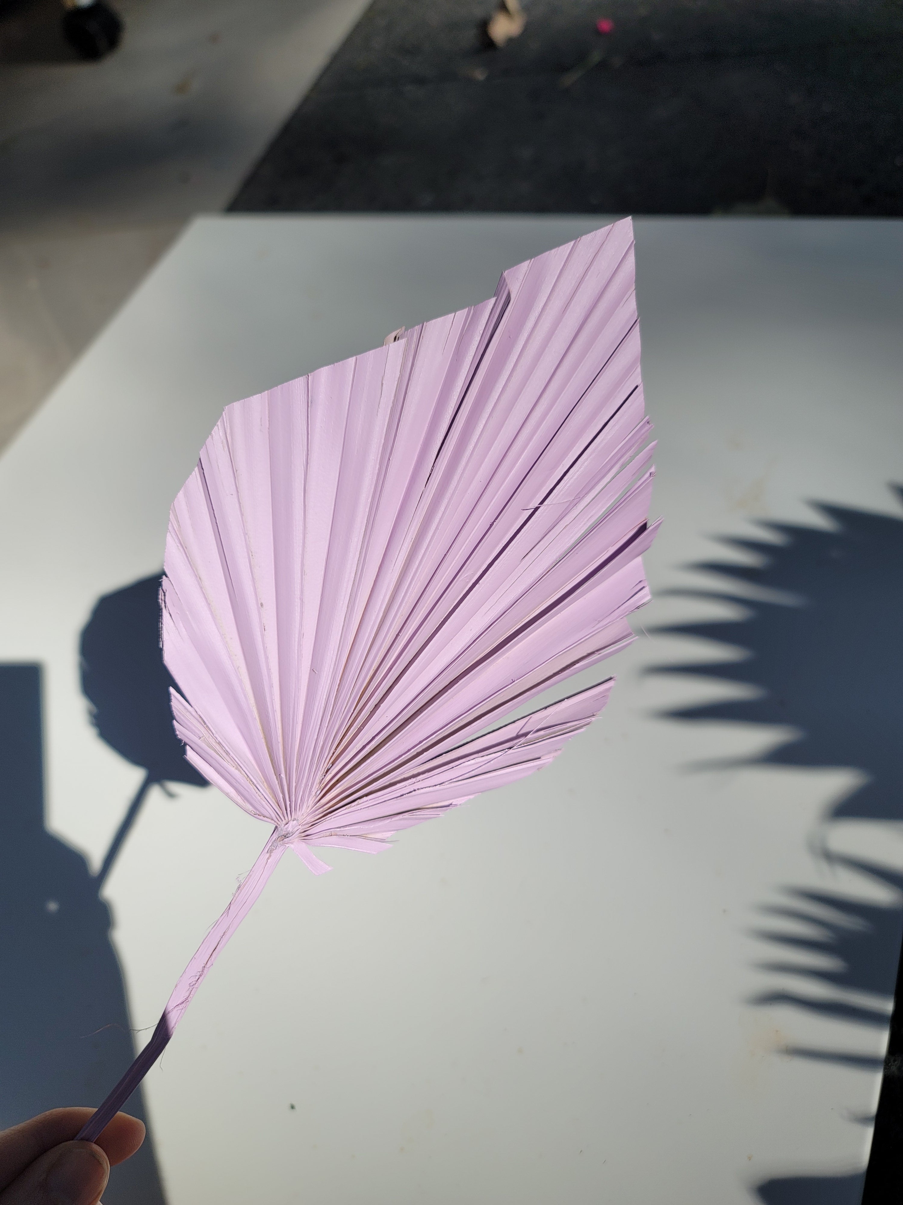 Spear Palm - Sprayed Violet