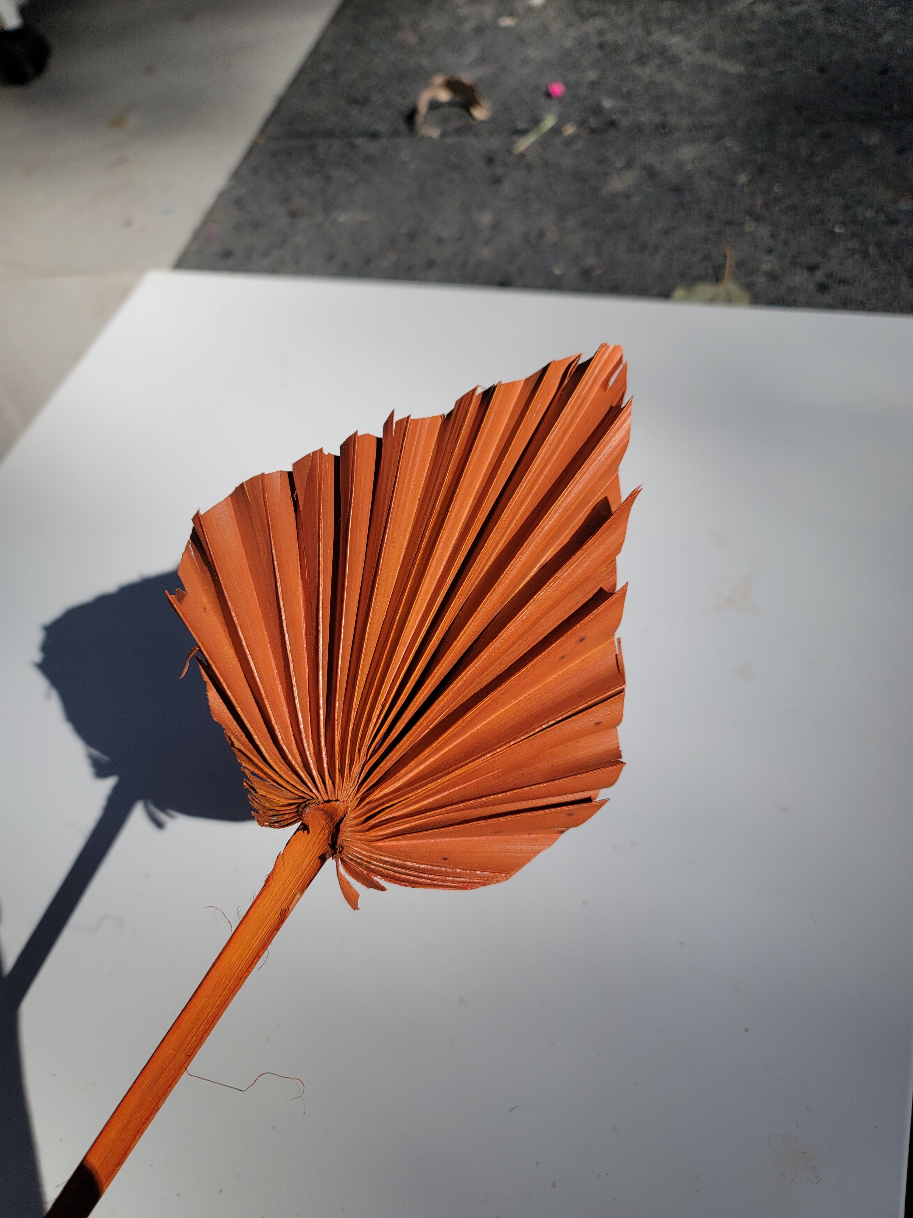 Spear Palm - Orange