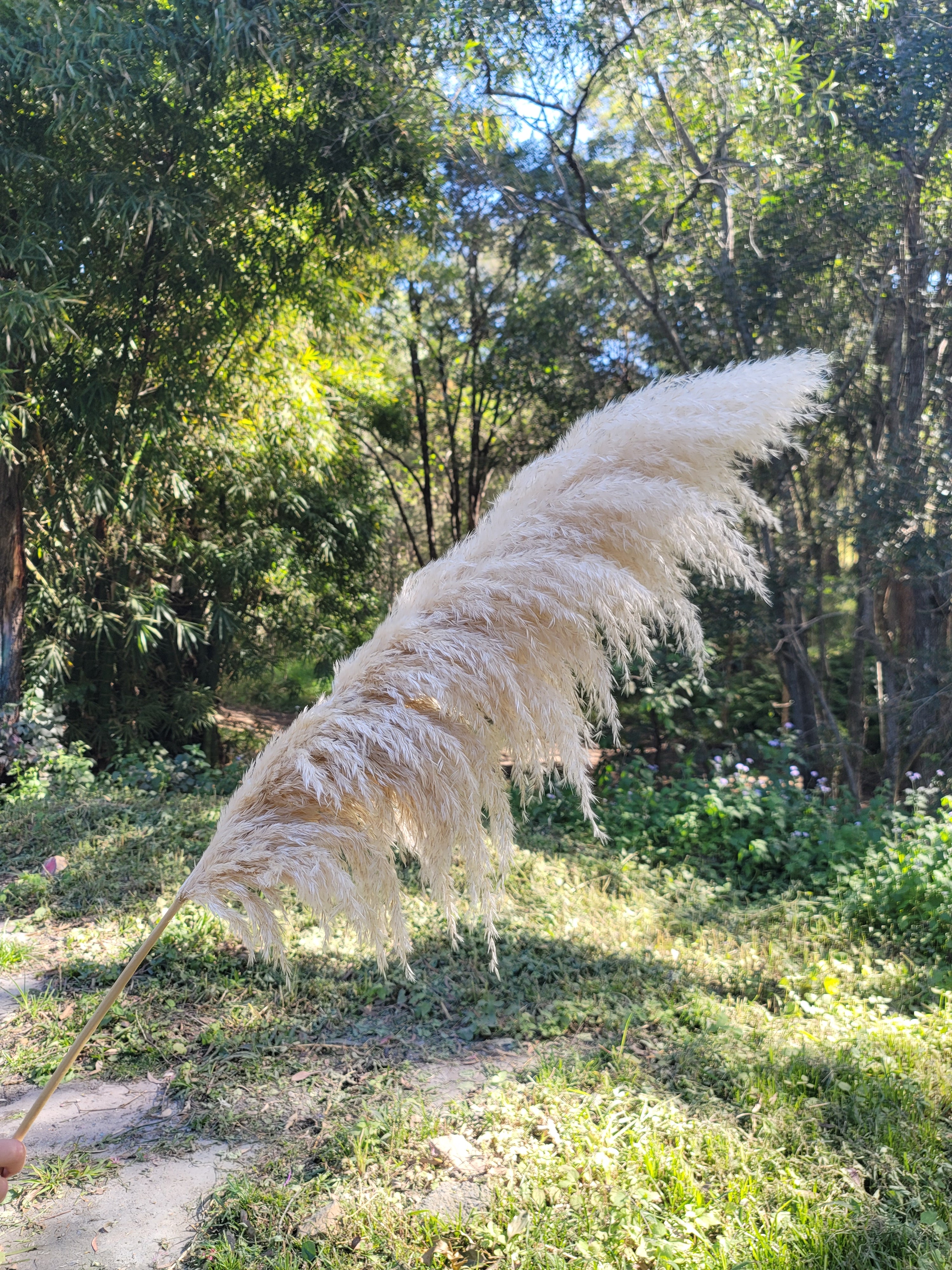 Pampas - Luxe Natural