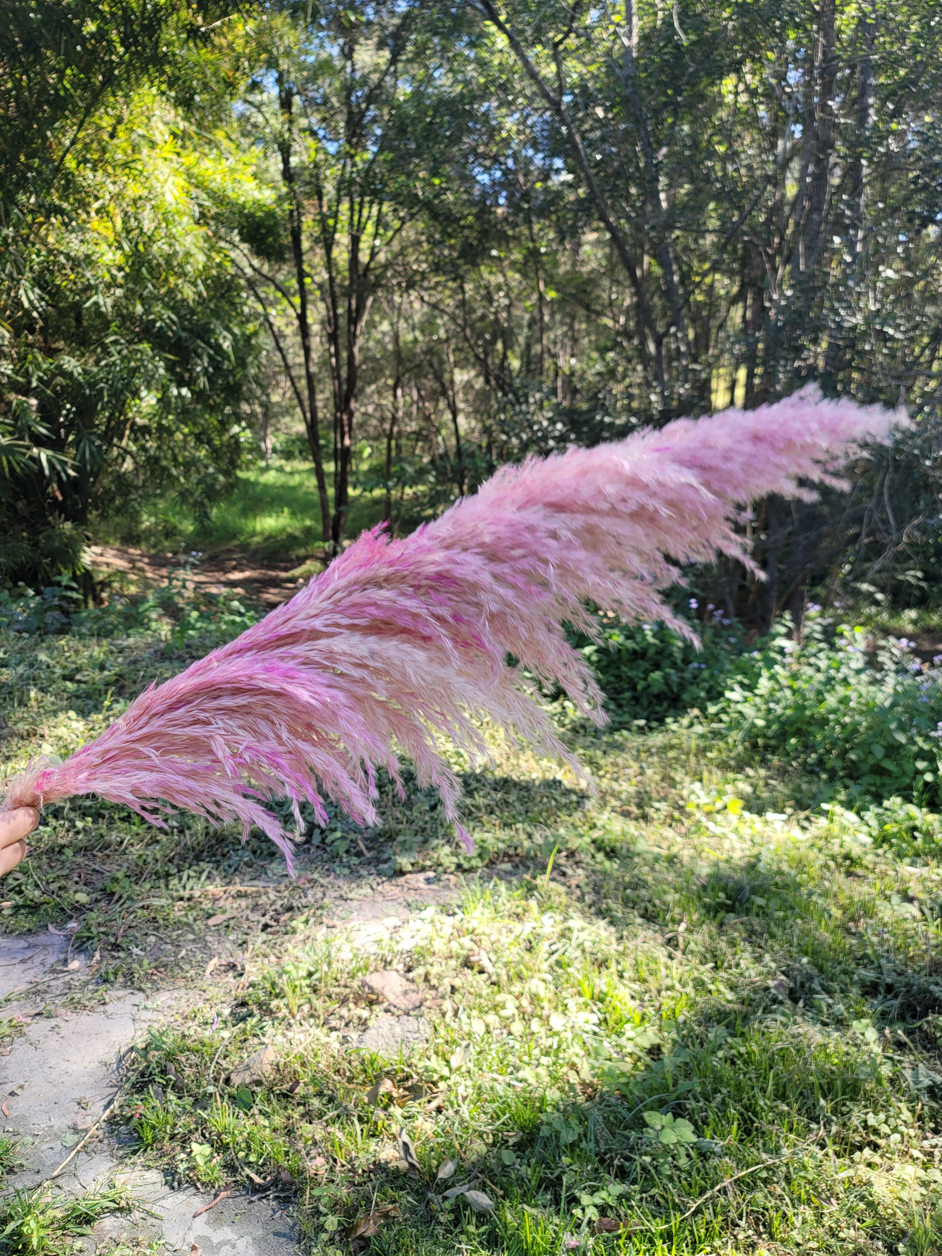 Pampas - Gradient Pink