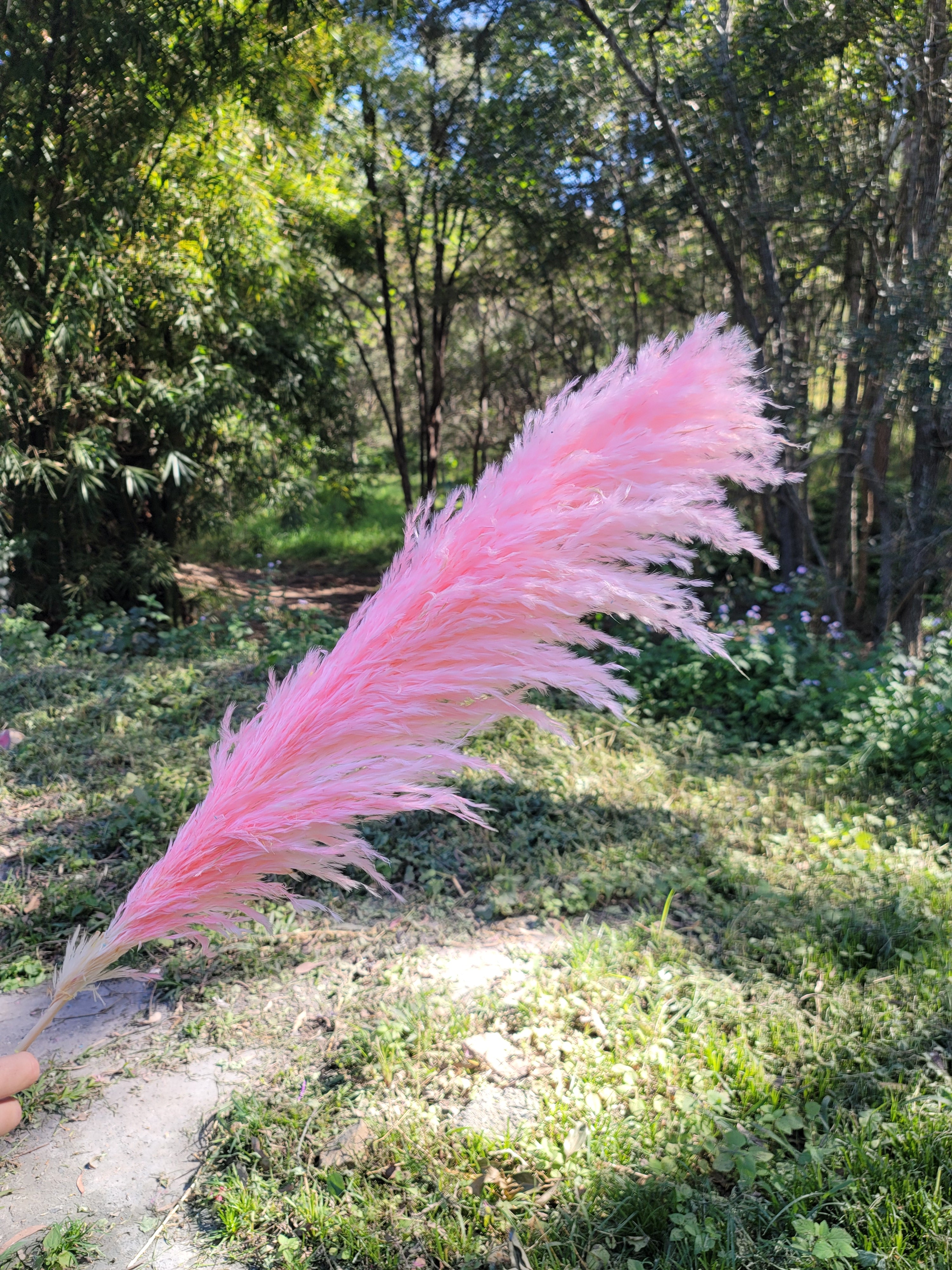 Pampas - Bright Pink