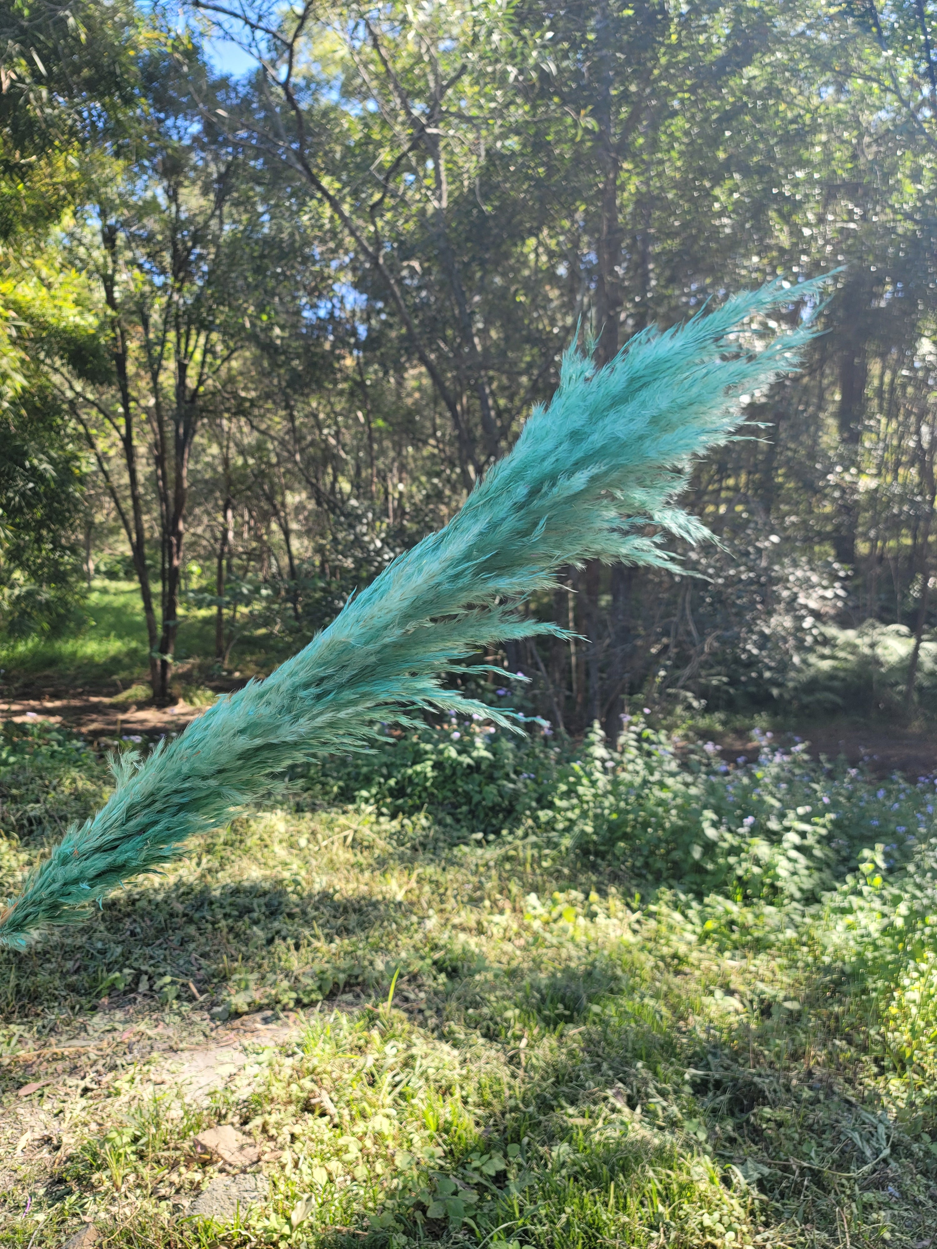 Pampas -  Teal