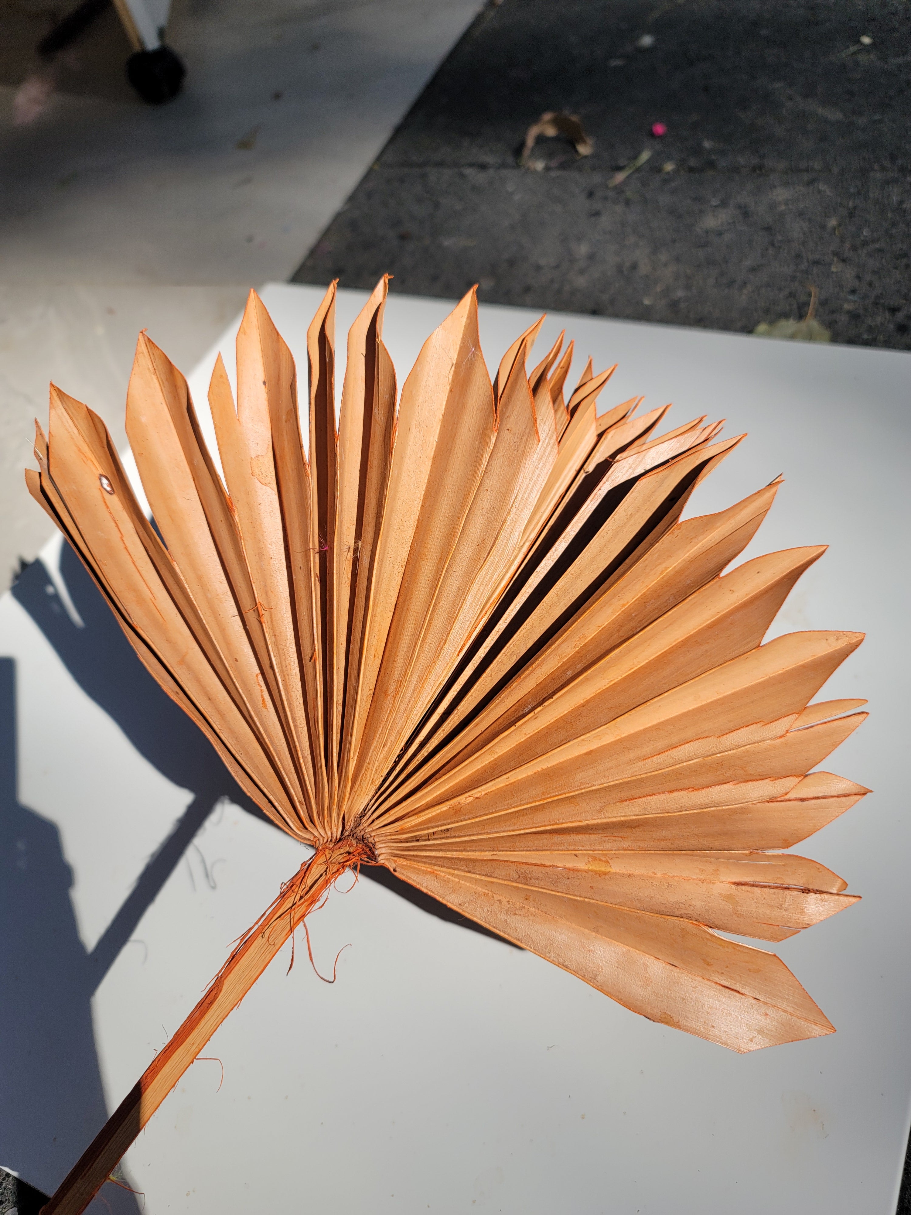 Sun Palm - Orange