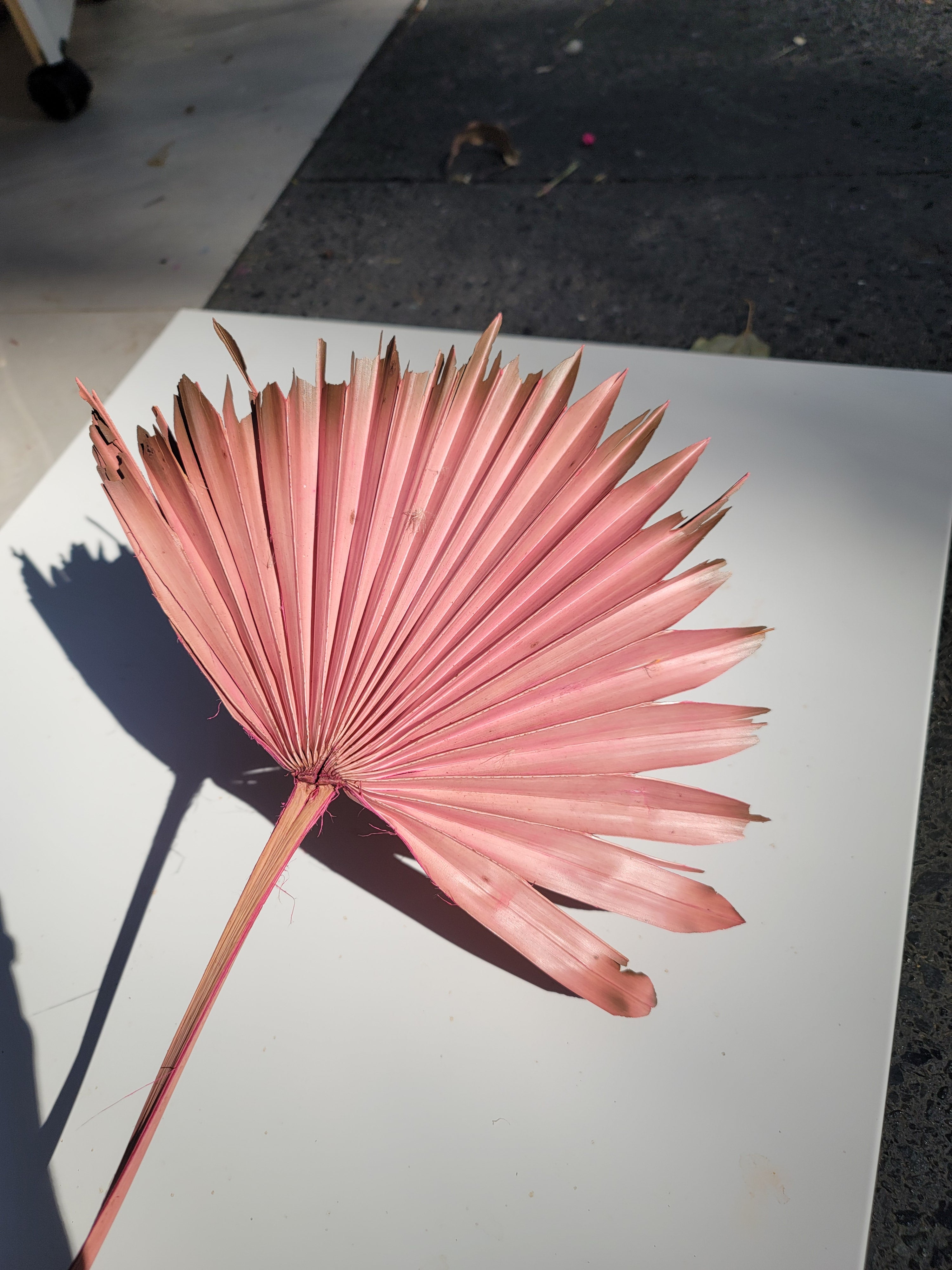Sun Palm - Burnt Dusty Pink
