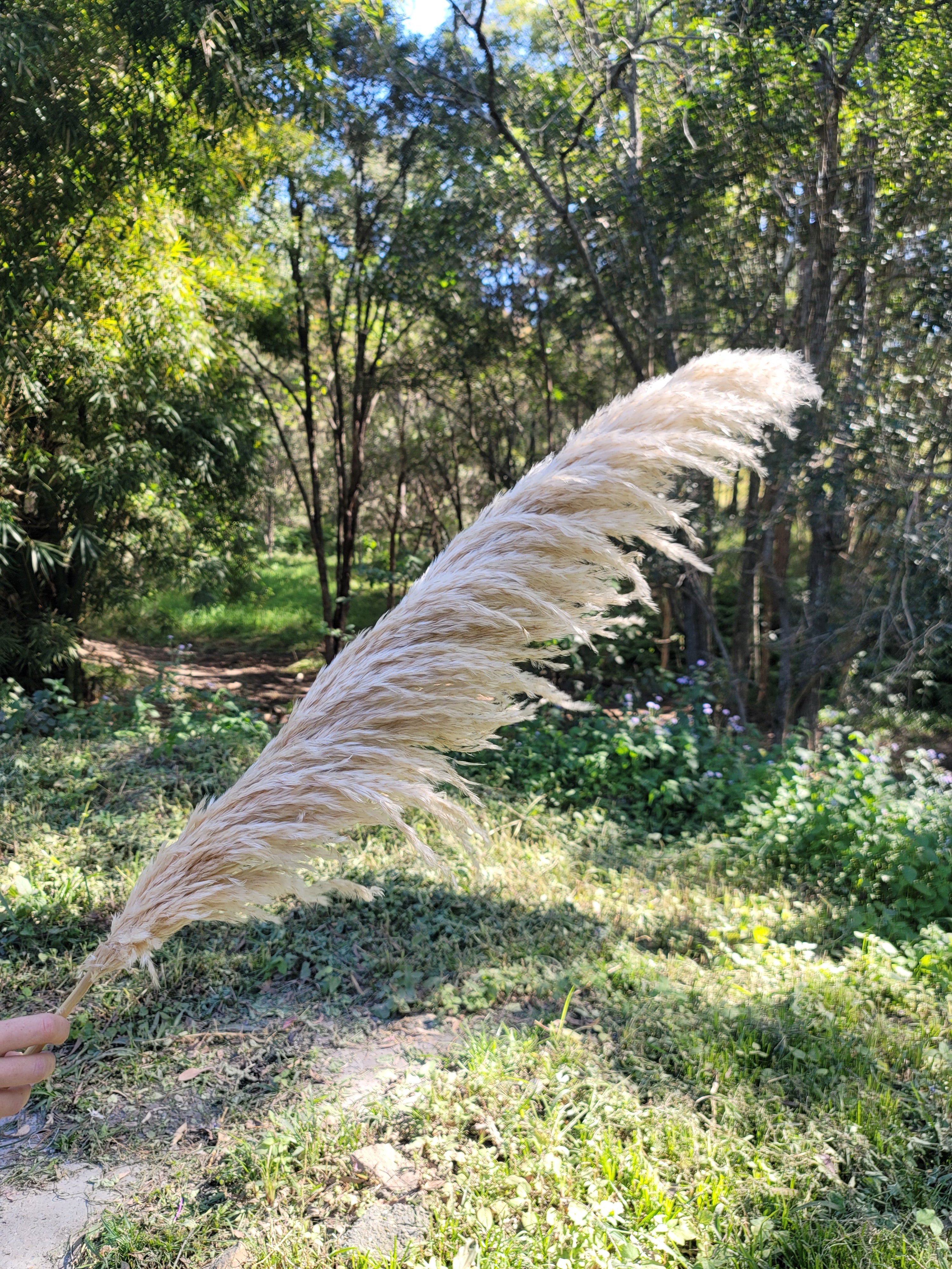 Pampas - Natural