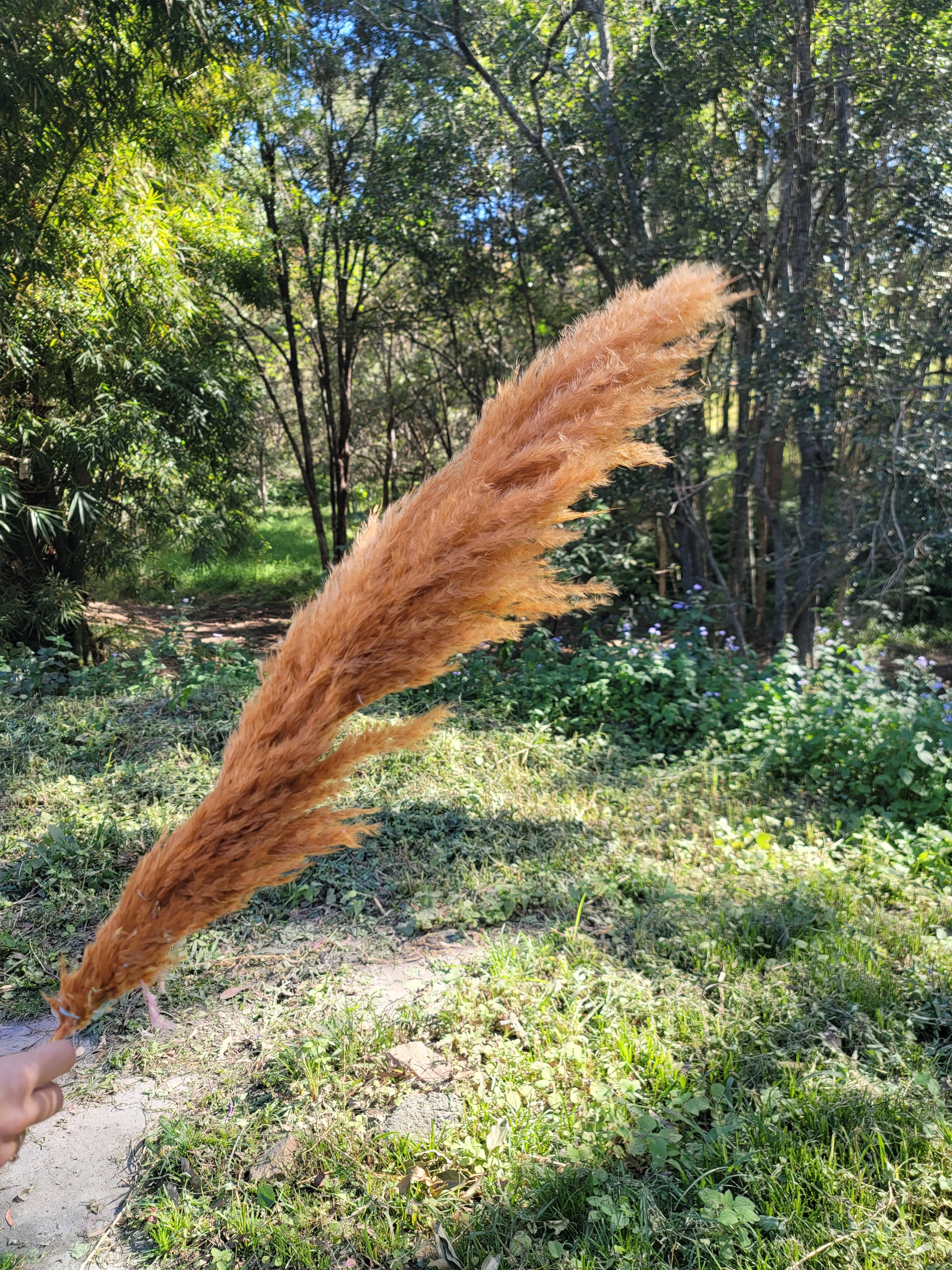 Pampas -  Rust Orange
