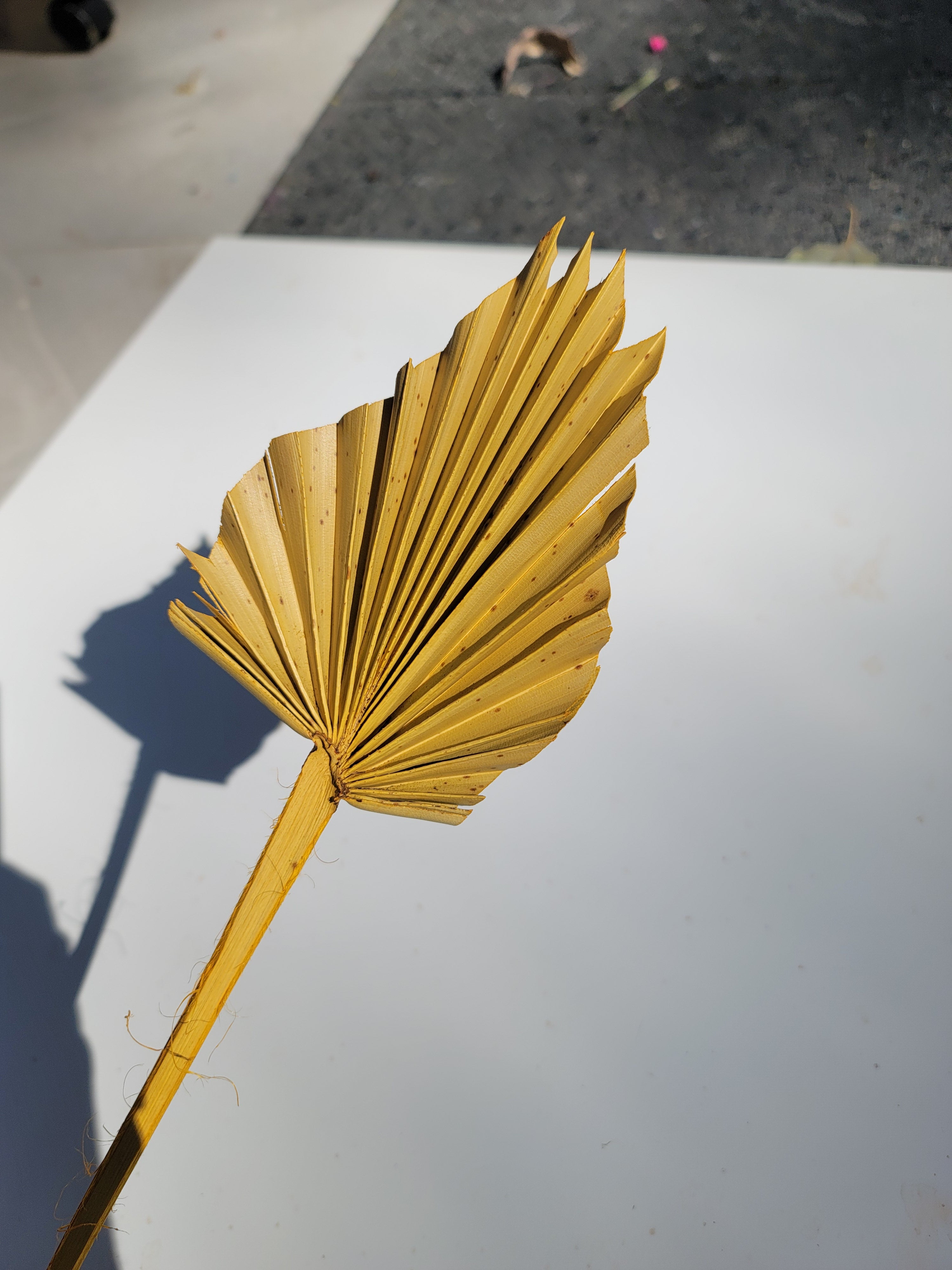Spear Palm - Yellow