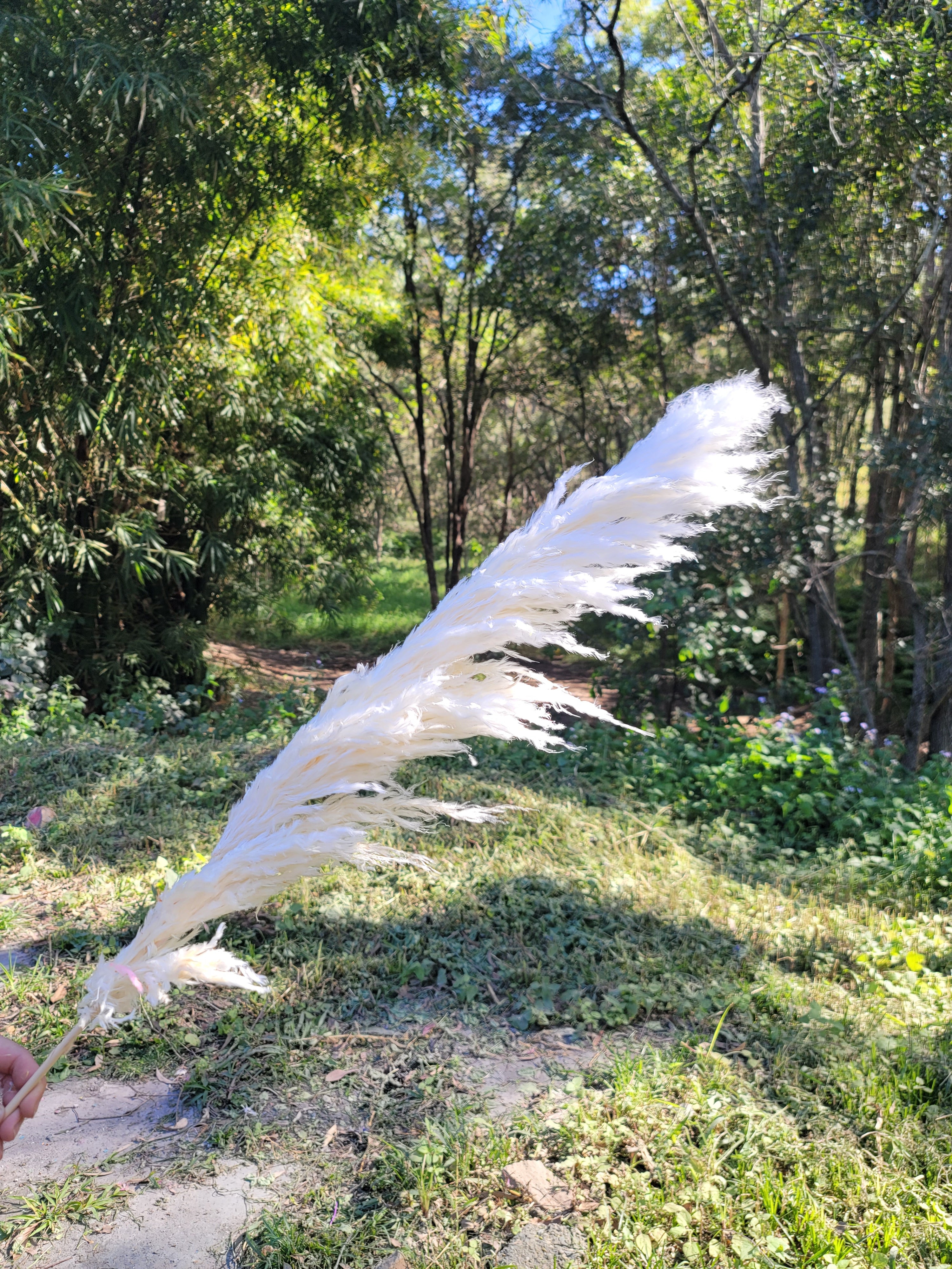 Pampas -  White