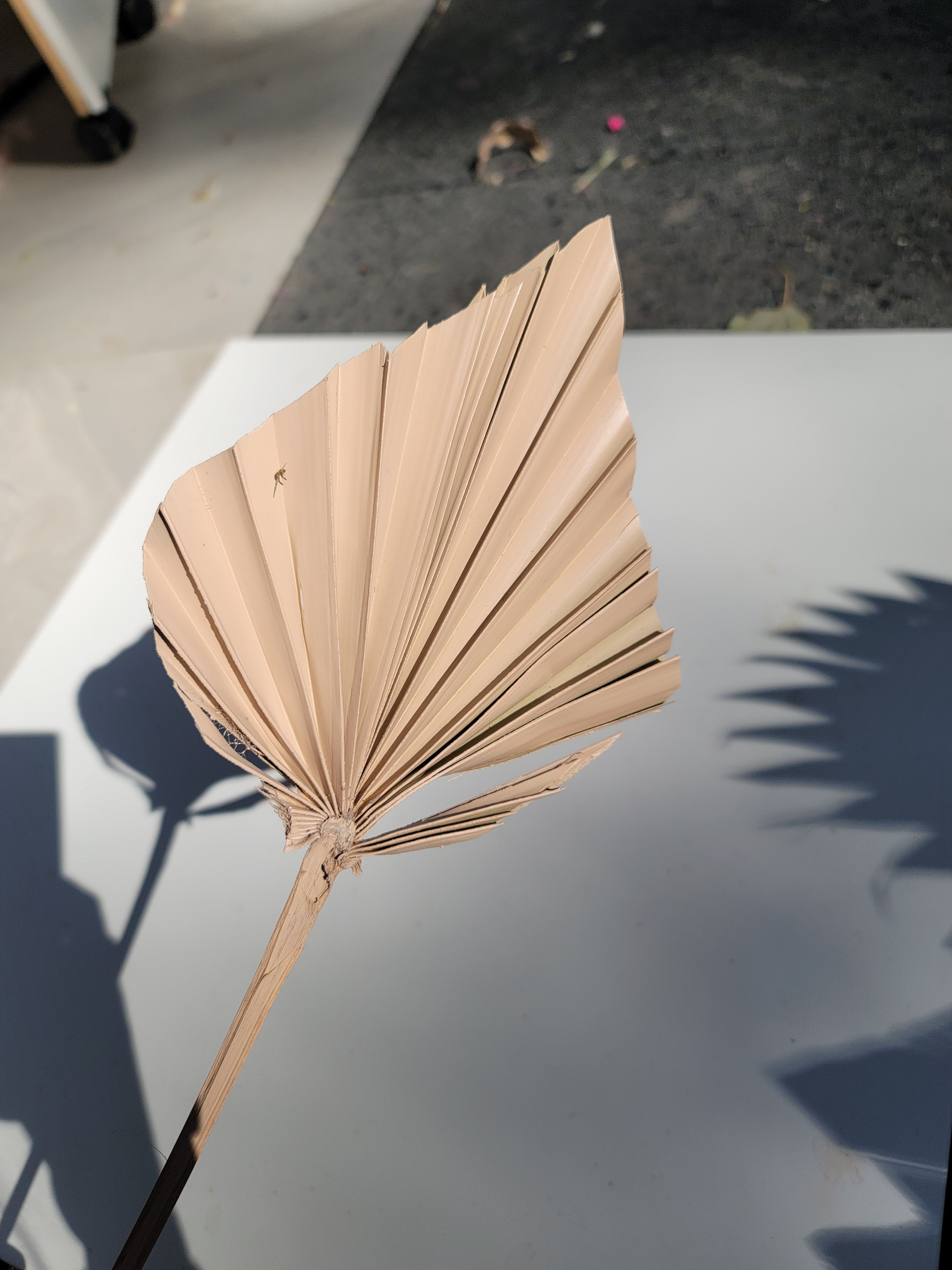 Spear Palm - Sprayed Nude