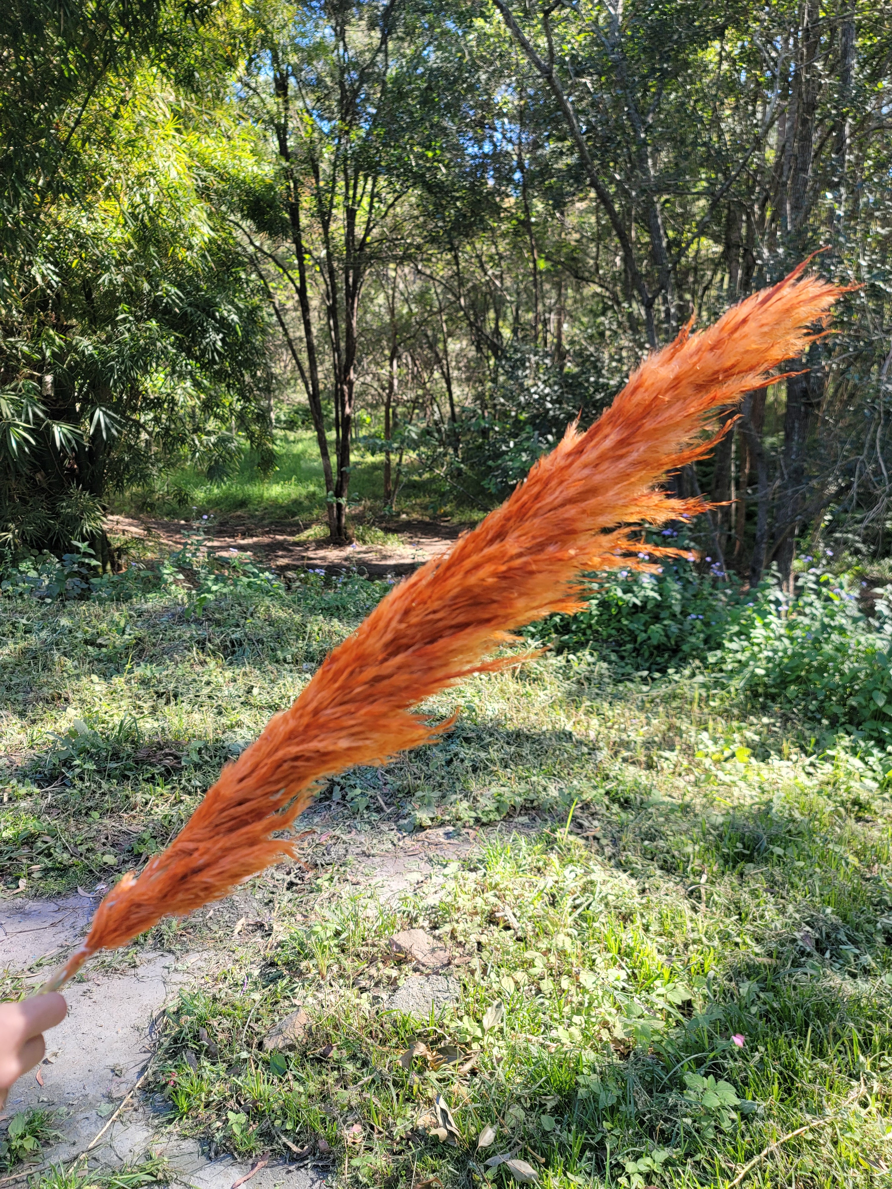 Pampas - Orange
