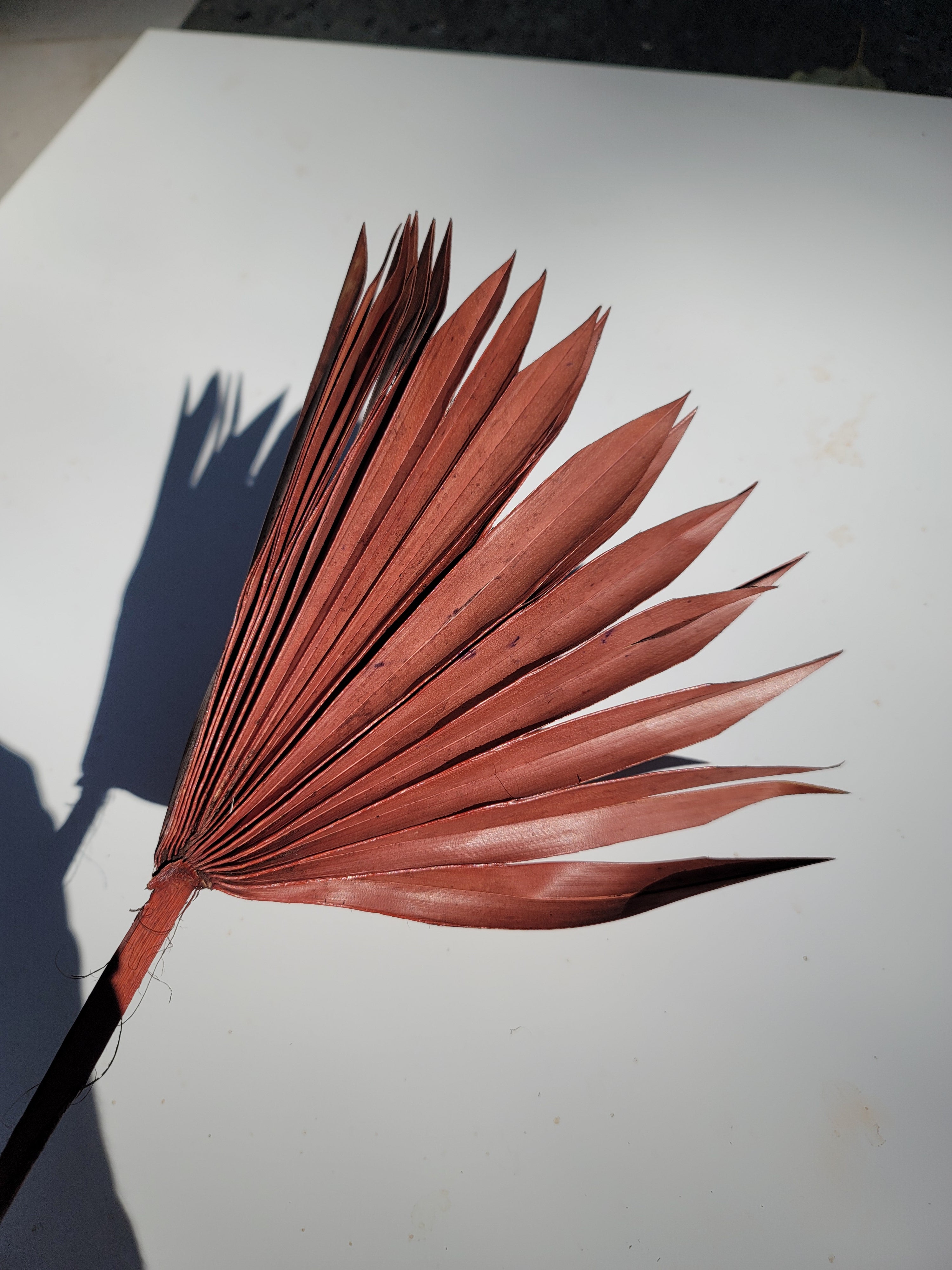 Sun Palm - Brown