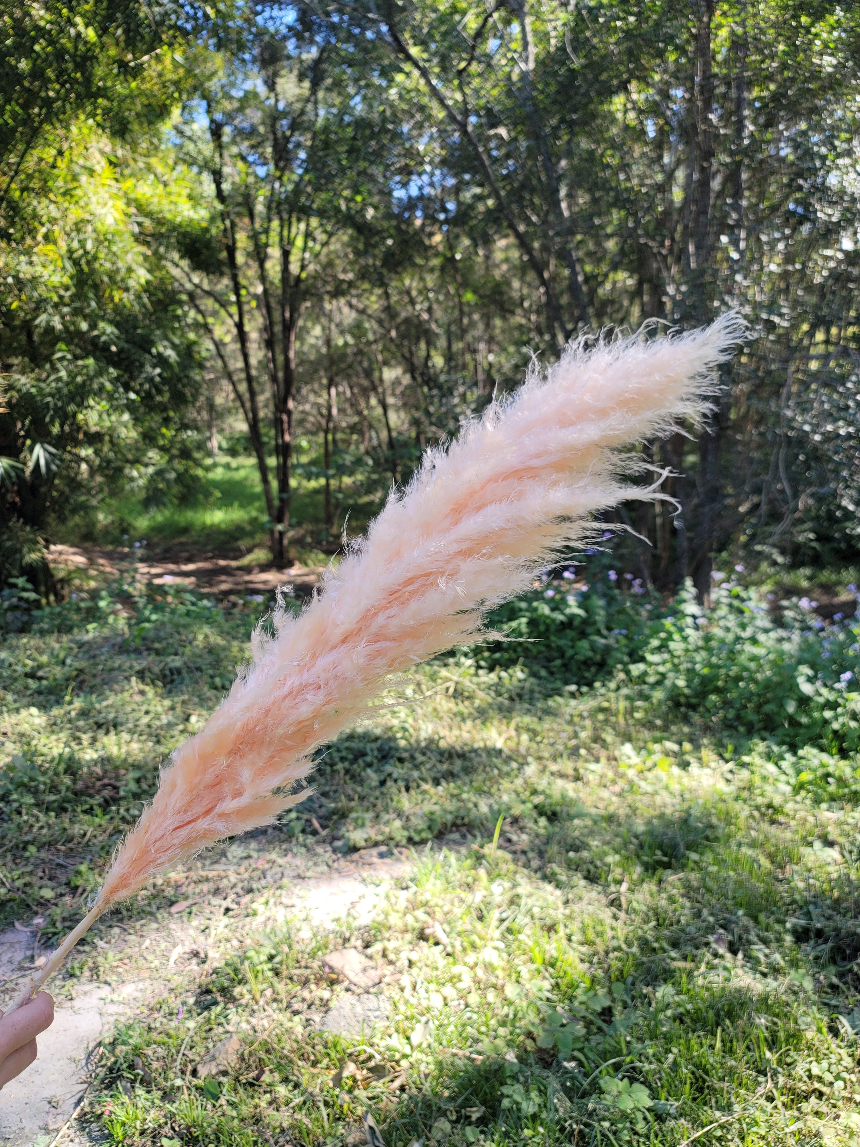 Pampas -  Peach