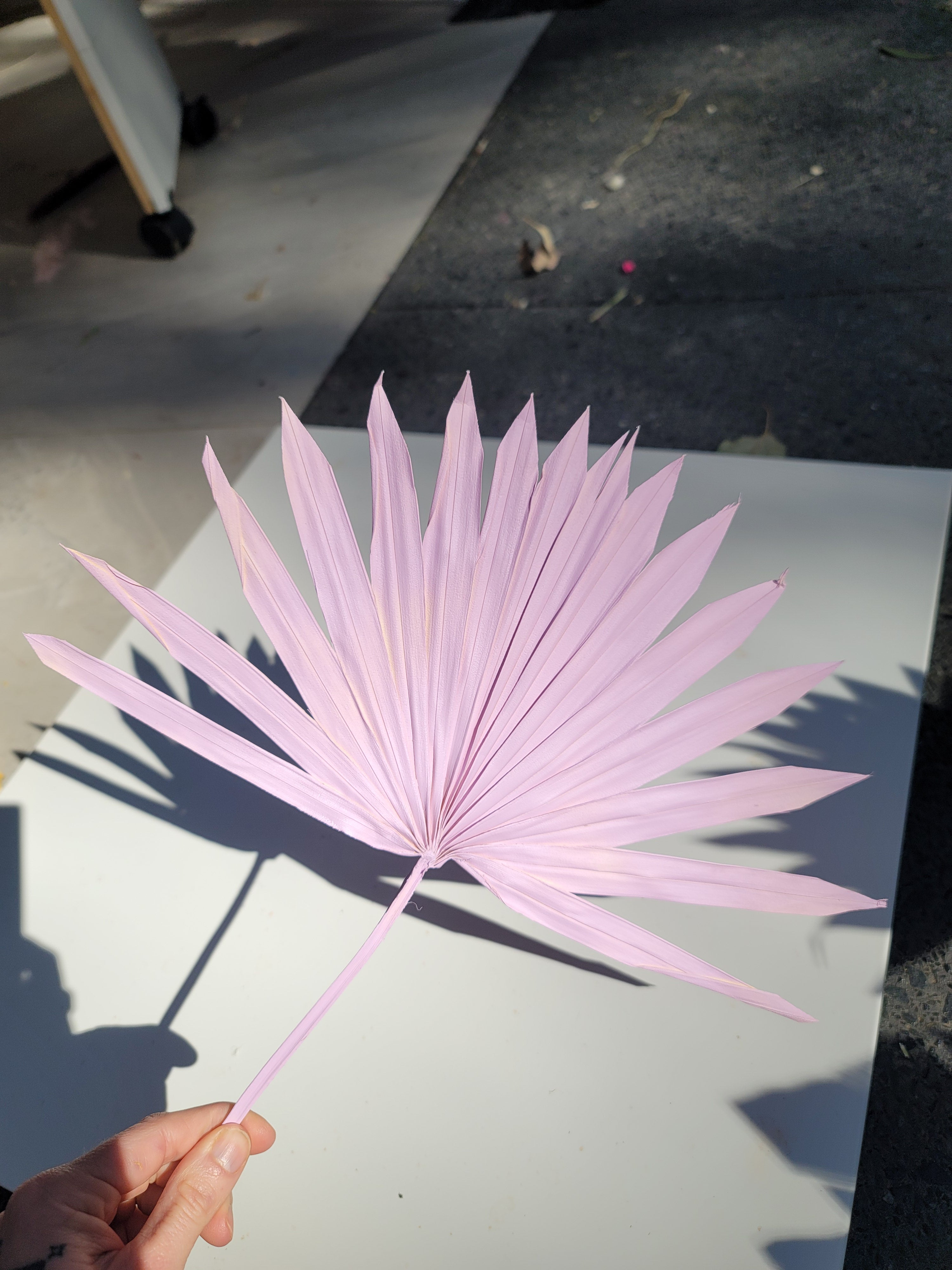 Sun Palm - Sprayed Violet