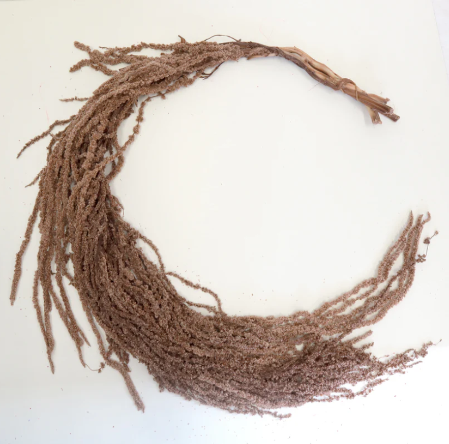 Amaranthus - Brown